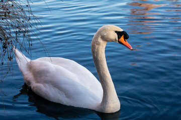 Naklejka premium Höckerschwan im Wasser
