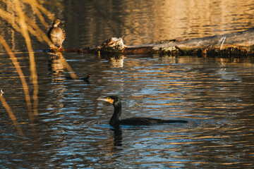 Schwimmender Kormoran
