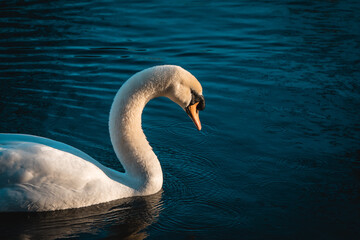 Höckerschwan im Wasser