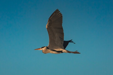 Obraz premium Graureiher im Flug