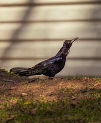 Fauna Mexicana 