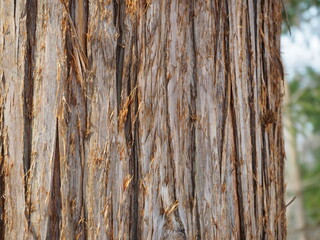 ボロボロの樹肌の幹