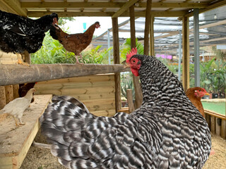 Decorative chickens in an aviary © irairopa
