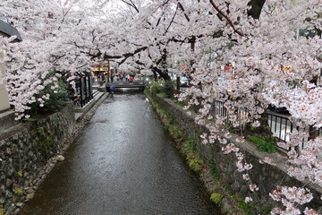 A scene of Takase-gawa stream at Shijyo-kawaramachi and cherry blossoms in Kyoto Downtown in Japan 日本の京都中心地にある四条河原町の高瀬川と桜の風景 