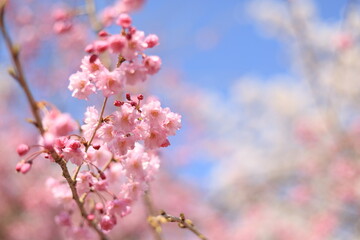 枝垂桜と晴天