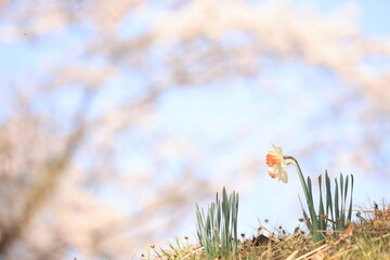 満開の桜の下に咲く水仙