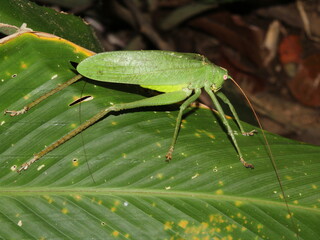 Green katydid (Tettigoniidae) from the Osa Peninsula of Costa Rica