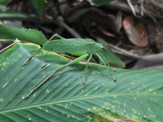 Naklejka premium Green katydid (Tettigoniidae) from the Osa Peninsula of Costa Rica