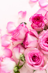 Pink roses