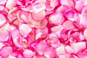 Obraz premium Rose petals
