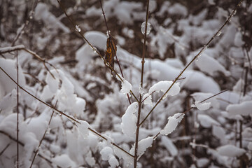 Schneebedeckte Zweige