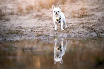Pies rasy chihuahua stoi nad brzegiem jeziora i odbija się w wodzie