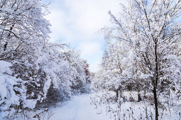 Winterszenerie