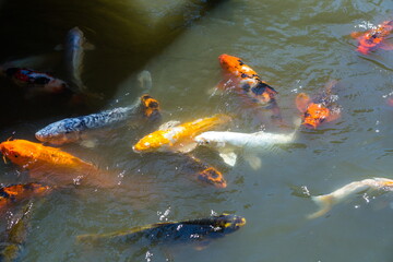 Group of koi carps in the pond