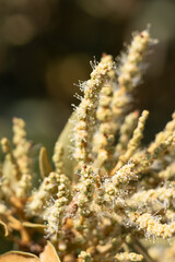 Green flowering staminate racemose catkin inflorescences of Chrysolepis Sempervirens, Fagaceae, native evergreen shrub in the San Bernardino Mountains, Transverse Ranges, Summer.