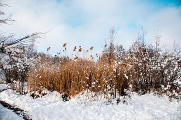 Schilf im Winter