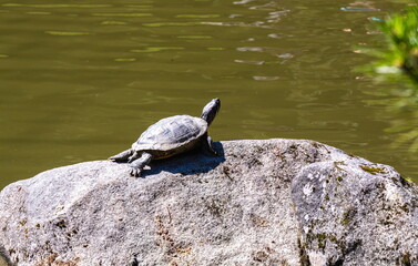 A turtle is resting on a rock in the pond.