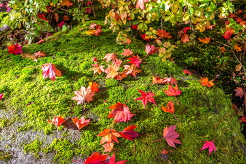 Autumn Colors at Japanese Garden