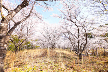 苗木さくら公園の満開の桜