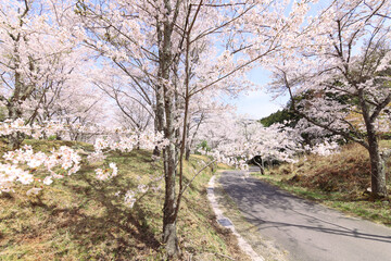 苗木さくら公園の満開の桜