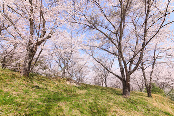 苗木さくら公園の満開の桜