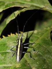 Flat-faced longhorn beetle Taeniotes scalatus