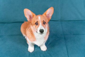 Adorable Welsh corgi Pembroke or cardigan puppy with an intelligent look obediently sits on blue sofa and looks up, top view, copy space. Big-eared pet poses for veterinary advertisement