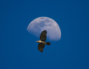 A Red-Tailed Hawk Flies Past a Waxing Gibbous Moon in Late Afternoon