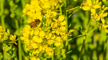 A honeybee resting on a rapeseed flower