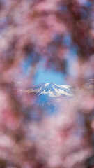 桜の枝の隙間から覗く雪山　花見山公園
