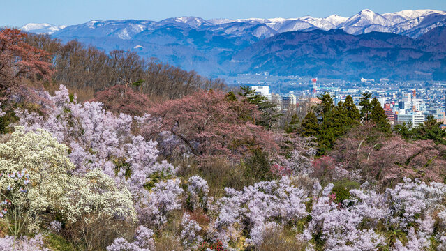 花見山公園から見る桜と雪山　絶景