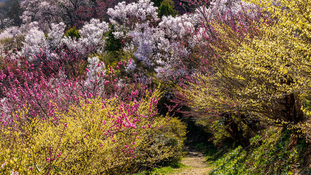 花に囲まれた散策路　福島　花見山公園　絶景