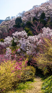 花に囲まれた散策路　福島　花見山公園　絶景　縦構図