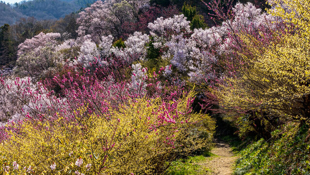 春の散歩道　花見山公園　絶景