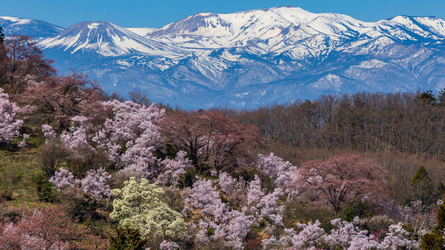 雪山と桜　花見山公園　福島