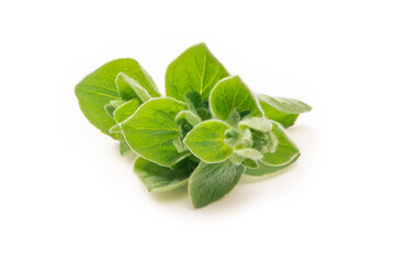 Oregano Bright Green Leaves. Fresh Oregano Isolated on a White Background. Marjoram Herb