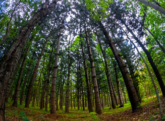 View of a forest found at Powder Mills Nature Walk which is located in the north of Mauritius island