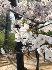 beautiful cherry blossom