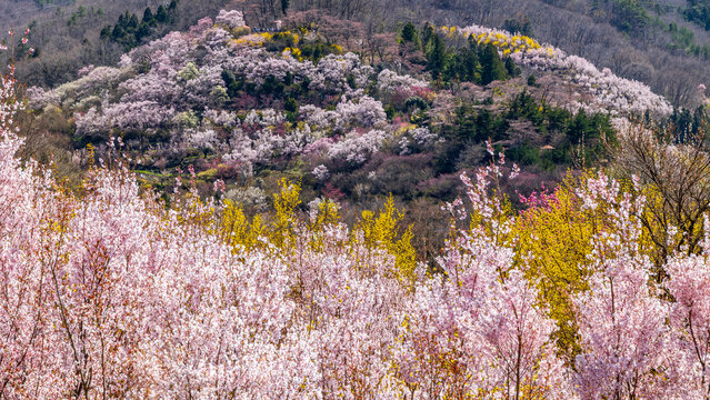 満開の桜と連翹　花見山　福島