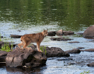 Obraz na płótnie Canvas Canadian lynx standing on rocks in a river