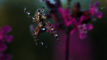 Close up view of beautiful early morning dew on spider web and a small insect. Creative. Spider webs and green wild plants with lilac flowers.