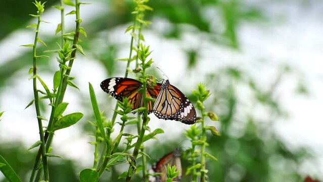 Beautiful butterfly in the tropical rainforest Slow motion Monarch butterfly on flower Butterfly feeding on nectar and pollinating the flower as it flutters around the plant