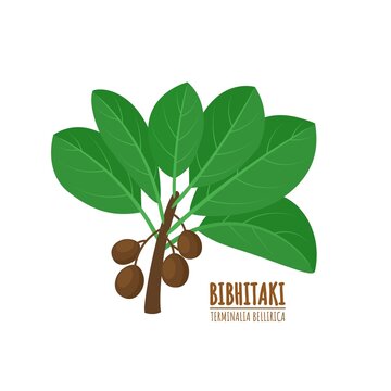 Bahera or bibhitaki, beleric or bastard myrobalan (Terminalia bellirica), medicinal plant. Ayurvedic herb. vector illustration.