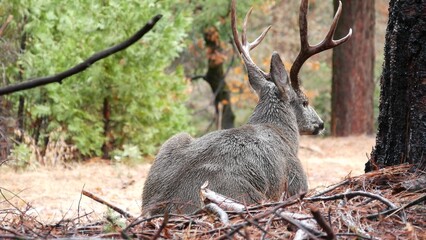 Wild deer with antlers or horns portrait by tree, animal in Yosemite valley forest, California...