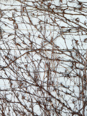 Exterior wall concrete and dead ivy plants_01