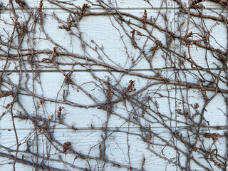 Exterior wall concrete and dead ivy plants_04