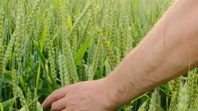 Farmer touching an ear of wheat with his palm.Green wheat. farmer and green wheat field. The farmer runs his hand over the green ears of wheat. High quality 4k footage