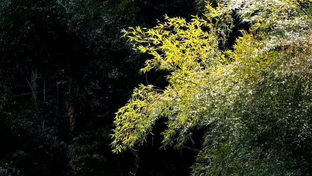 暗い背景に浮かび上がる輝く竹林