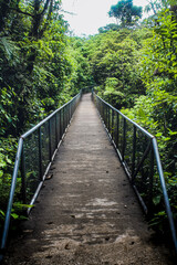 Fototapeta premium bridge in the forest