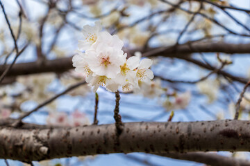 薄いピンク色の桜の花にクローズアップ